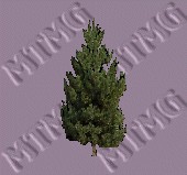 Pine Tree